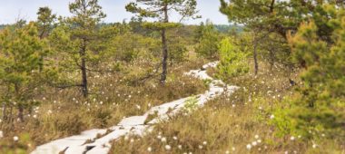 Тропа на Дуникском болоте