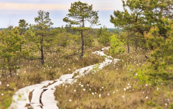 Dunikas purva taka-Rucava