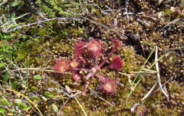 Dunikas purva taka-Rucava2