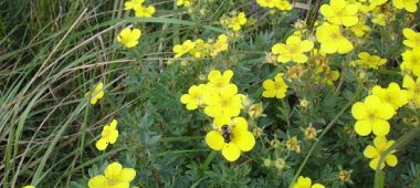 Тропа через болото Чужу. Сернистые источники.