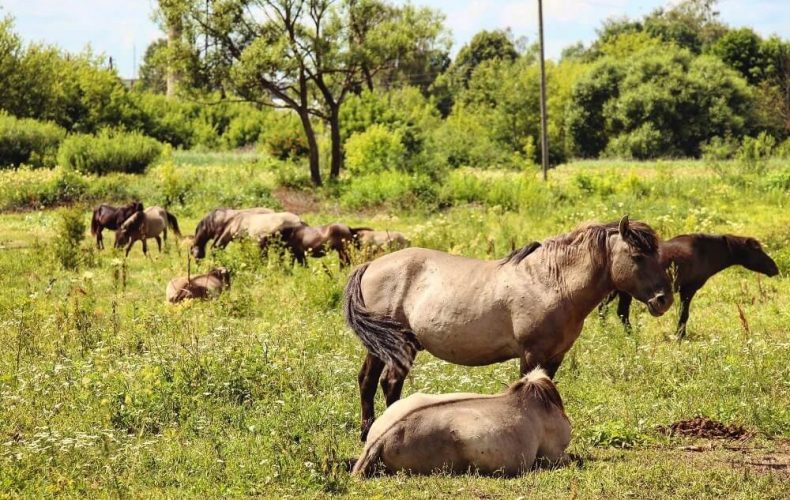JelgavaSkatu tornis 91