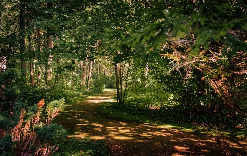 Skrīveru dendroloģiskais parks3
