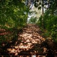 Skrīveru dendroloģiskais parks4