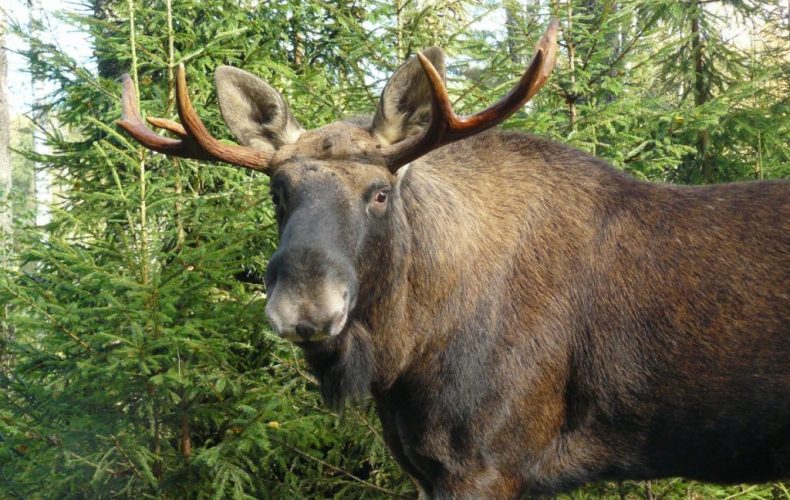 Līgatnes-takas1024x683