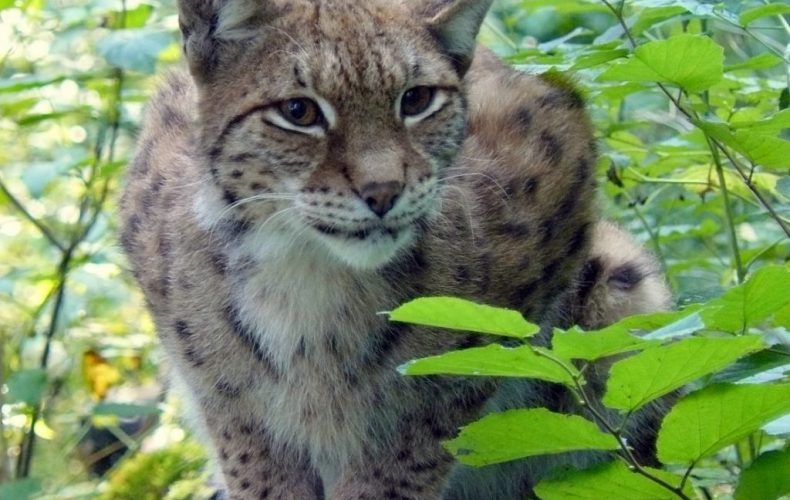 Līgatnes-takasP1090512-1024x913