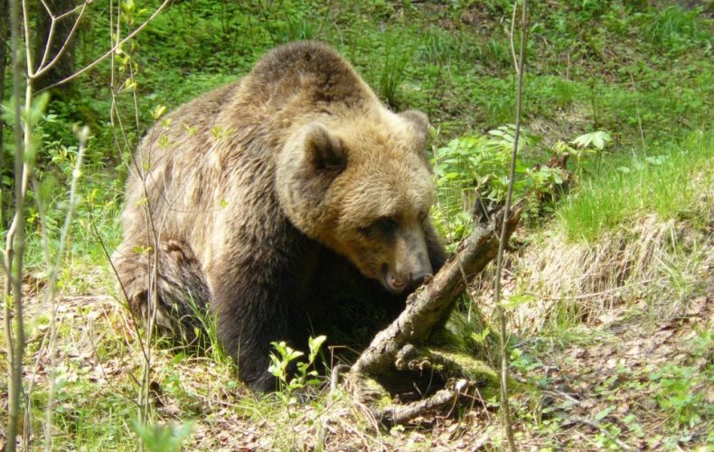 Līgatnes_takas1024x683