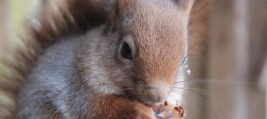 Природные тропы Лигатне