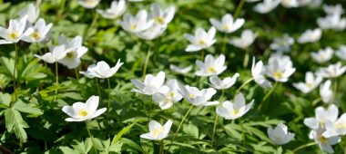 Пикене Клифф