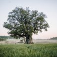 Strenči-Annija Ence Kaņepju dižozols