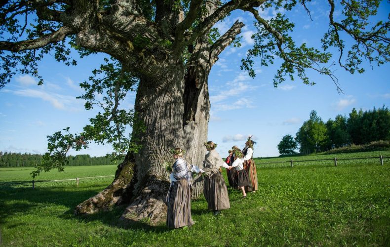 Strenči-Annija Ence Kaņepju dižozols1