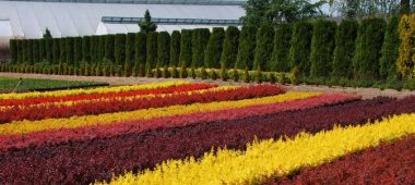 Питомник Strenči