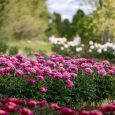 arboretusm_6