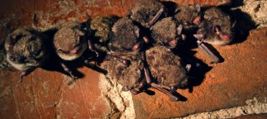 Даугавпилсский центр летучих мышей