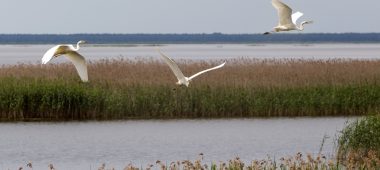 Природный заповедник «Любанские водно-болотные угодья»