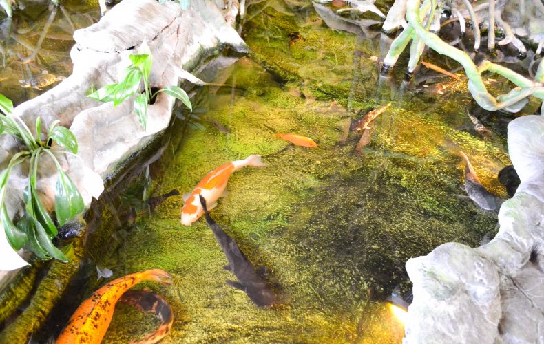 daugavpils-Latgales-Zoo-47