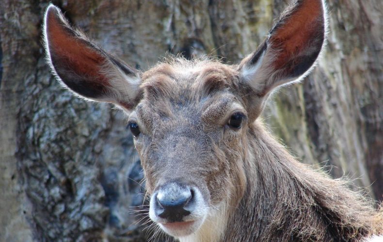 Aizpute-zooCīruļi2