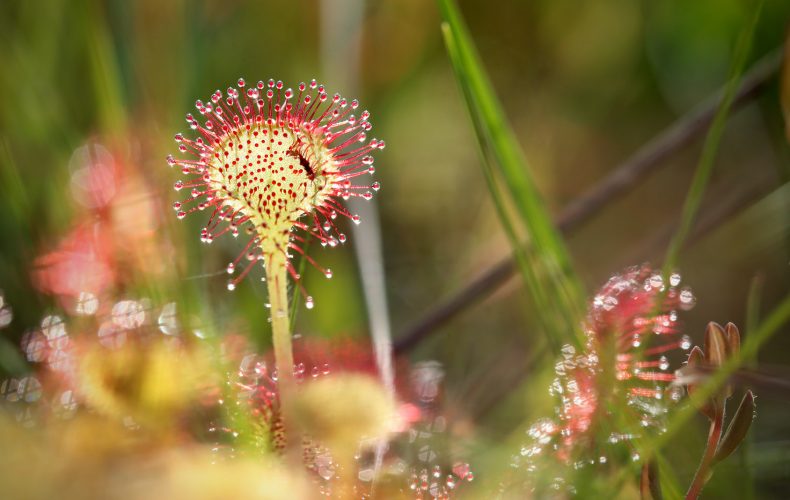 Dundaga-pēterezera-taka6