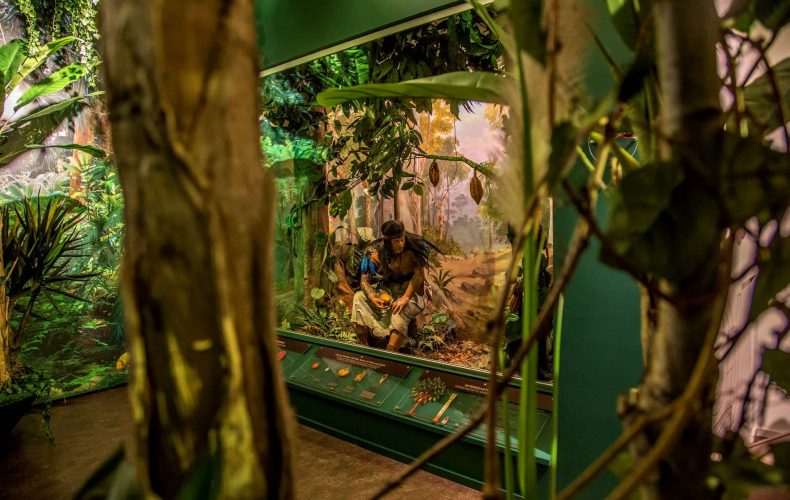 jungle