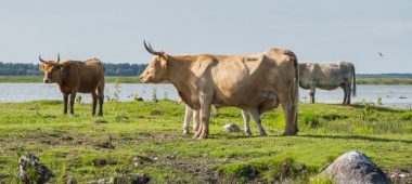 Природный парк озера Энгур