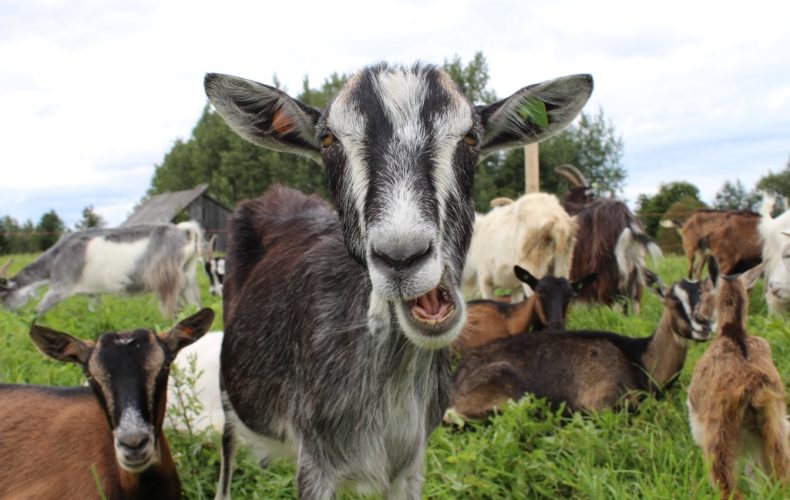 Фермерские дома