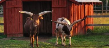 Ранчо ОзолмаĀJAS