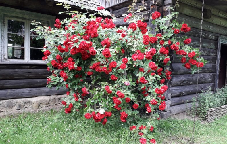 Limbaži-Rumbini4