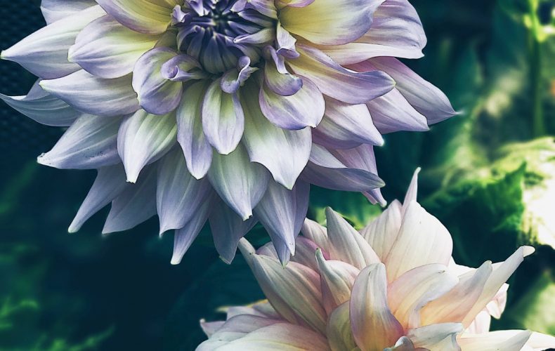 Выставка «Георгины 2019»