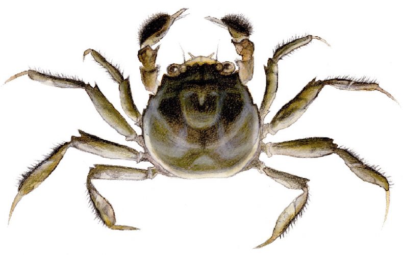 Выставка «Чужие в нашей природе»