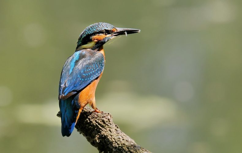 „Zivju dzenītis un viņa kaimiņi mitrājos”