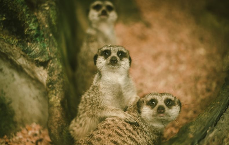 Латгальский зоосад открывает двери для своих посетителей