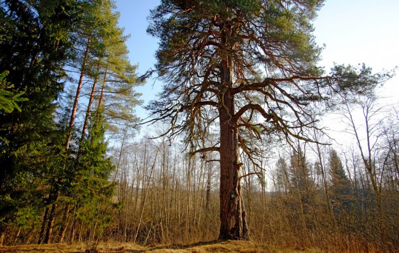 Aļļu-priede