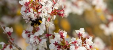 Терновый парк