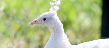 Сад птиц ROSES