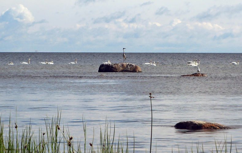 KaltenesPutnu-taka1