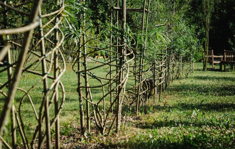 Meža-dizaina-dārzs1