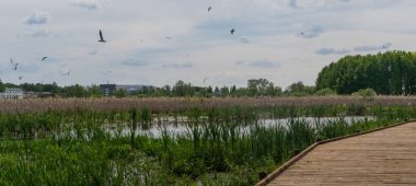 Болотная тропа