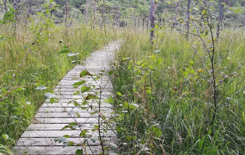 allikasoo-macibu-taka-002