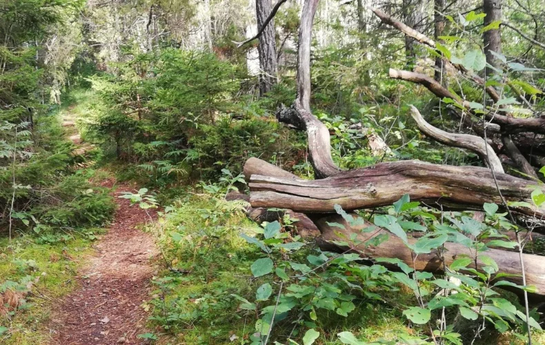 allikasoo-macibu-taka-003