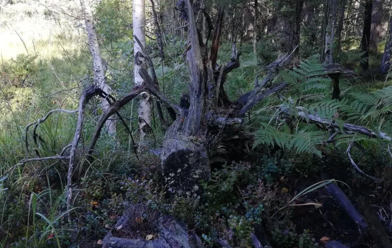 allikasoo-macibu-taka-004