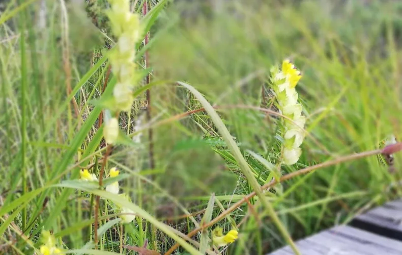 allikasoo-macibu-taka-008