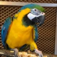 raksi-zoo-006